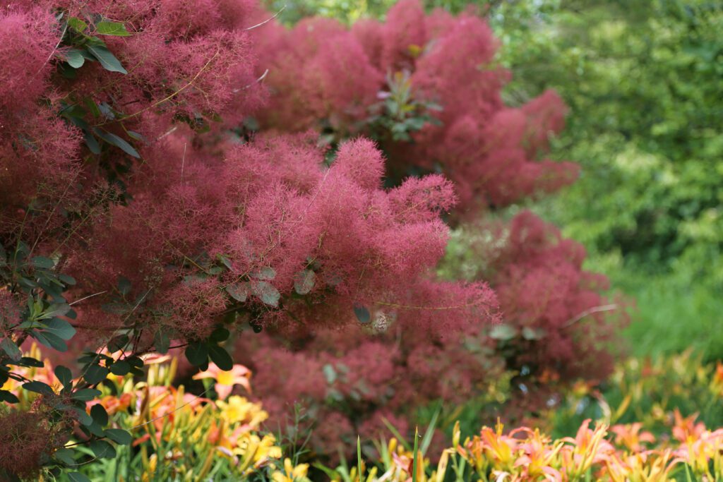 Cotinus ‘Candy Floss’ 3L 5023242339962