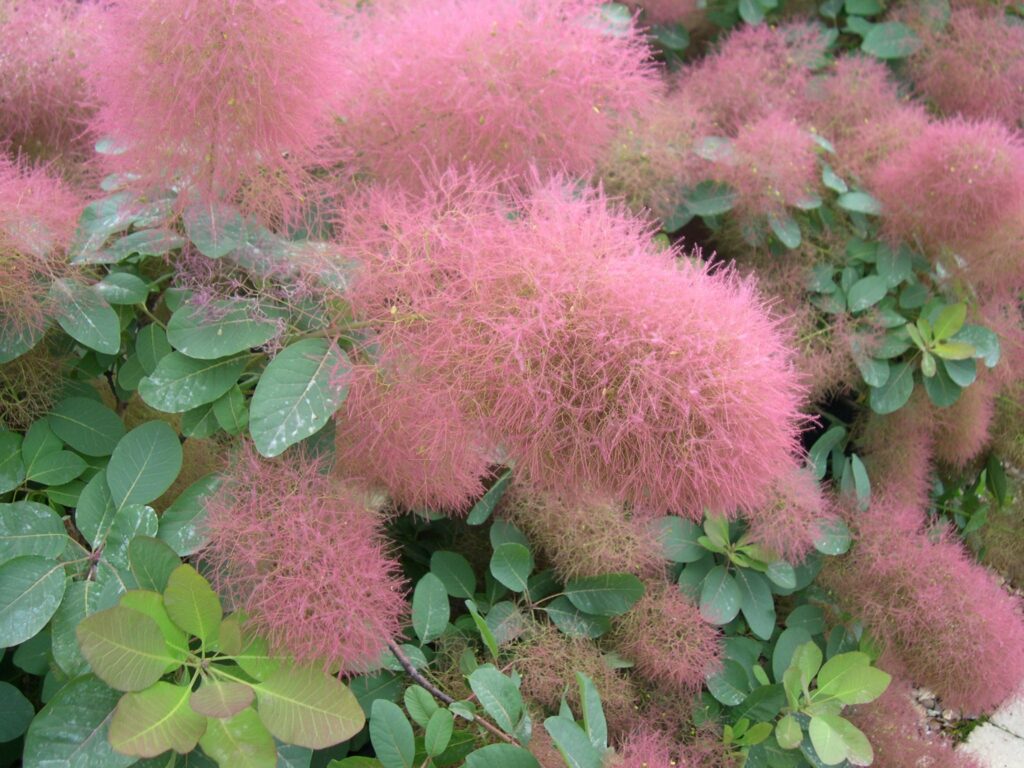 Cotinus ‘Candy Floss’ 3L 5023242339962