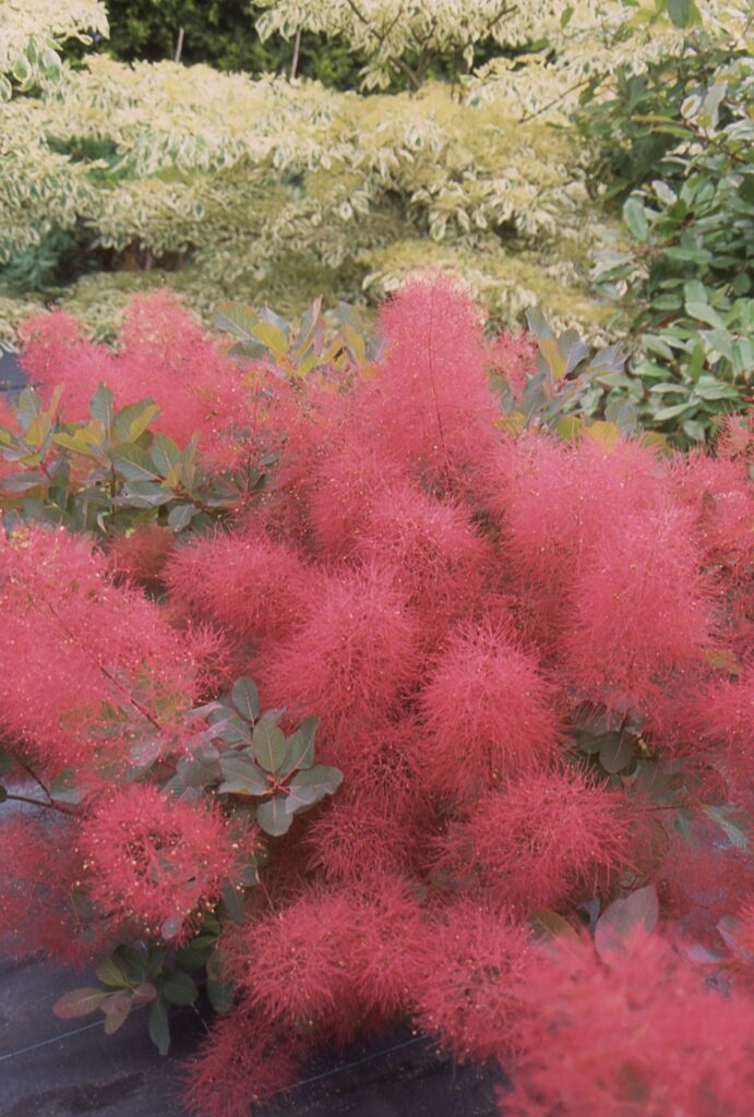 Cotinus ‘Candy Floss’ 3L 5023242339962