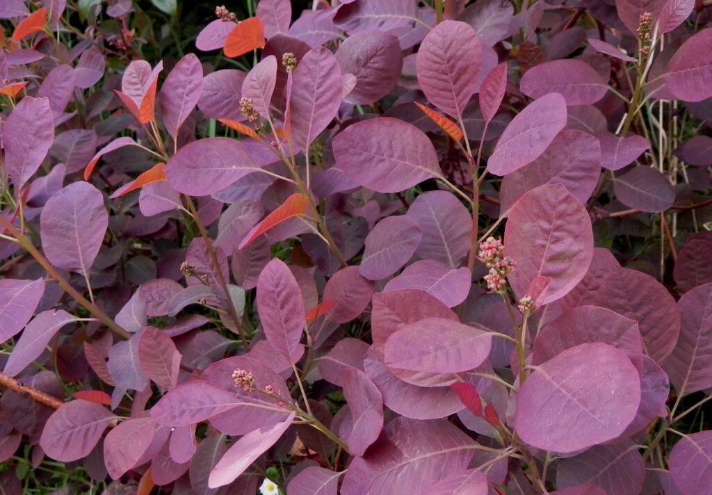 Cotinus coggygria ‘Royal Purple’ 3L 5023242226453