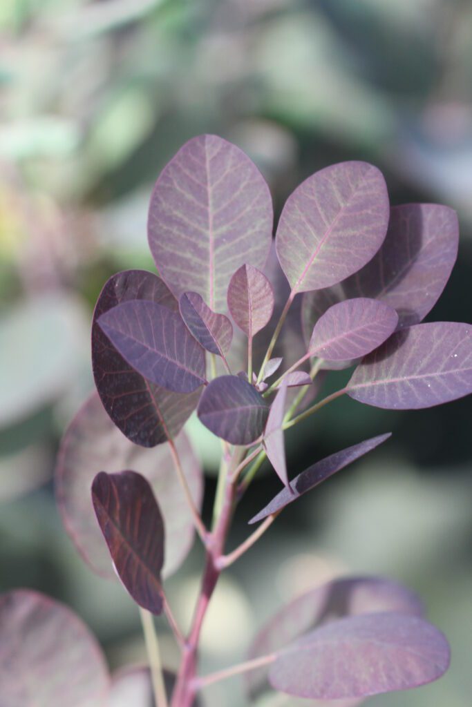 Cotinus coggygria ‘Royal Purple’ 3L 5023242226453