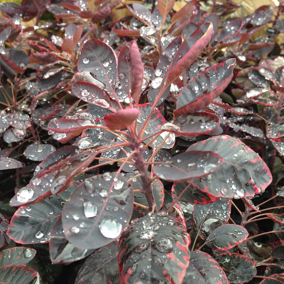 Cotinus coggygria ‘Royal Purple’ 3L 5023242226453