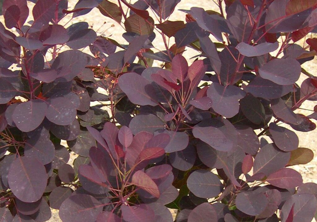 Cotinus coggygria ‘Royal Purple’ 3L 5023242226453