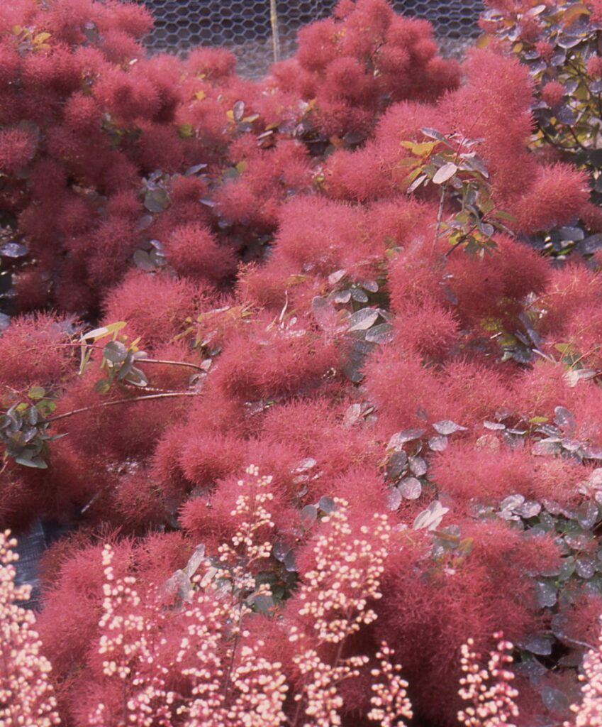 Cotinus ‘Ruby Glow’ 3L 5023242339955