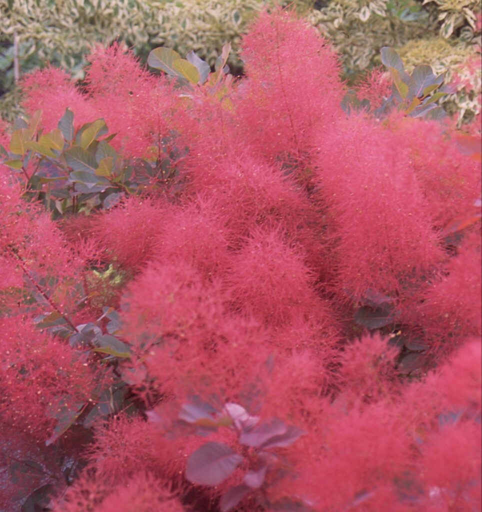 Cotinus ‘Ruby Glow’ 3L 5023242339955