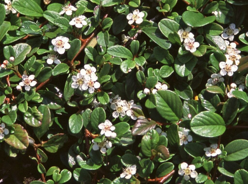 Cotoneaster dammeri 2L 5023242288079 2