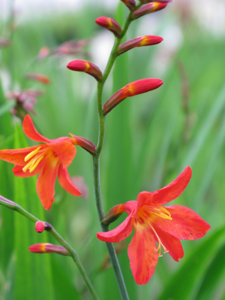 Crocosmia x crocosmiiflora ‘Carmin Brilliant’ 2L 5023242269337