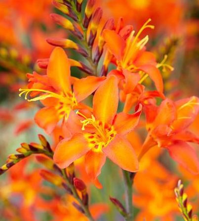 Crocosmia x crocosmiiflora ‘Emily Mckenzie’ 2L 5023242275758