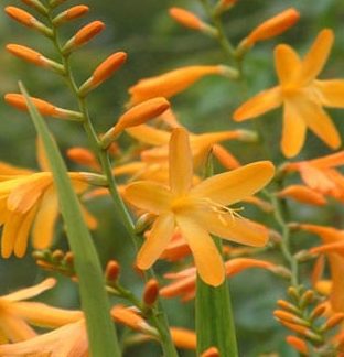 Crocosmia x crocosmiiflora ‘George Davison’ 2L 5023242260877