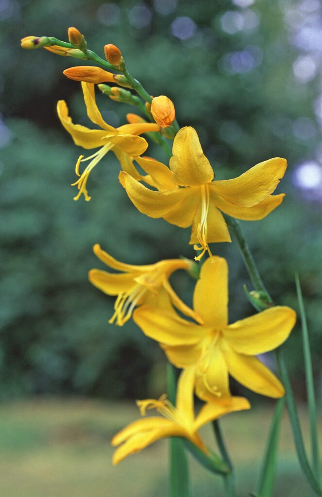 Crocosmia x crocosmiiflora ‘George Davison’ 2L 5023242260877
