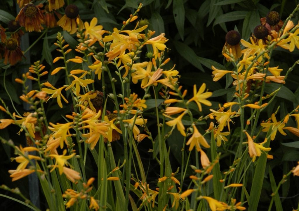 Crocosmia x crocosmiiflora ‘George Davison’ 2L 5023242260877