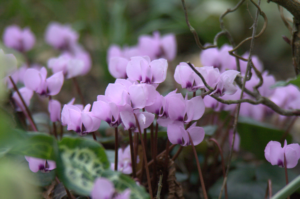 Cyclamen | Plant Profile