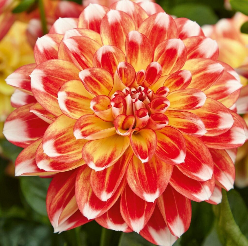 Dahlia x hortensis ‘Lubega Tricolour’ 3L 5023242364988
