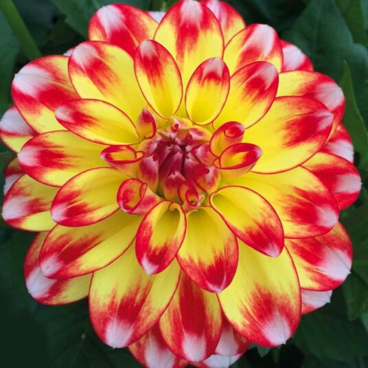 3 for £12.50 on Selected Summer Flowering Bulbs