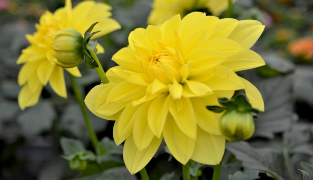 Dahlia x hortensis ‘Lubega Yellow’ 3L 5023242364032
