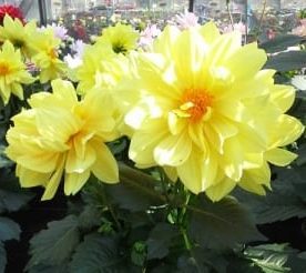 Dahlia x hortensis ‘Lubega Yellow’ 3L 5023242364032