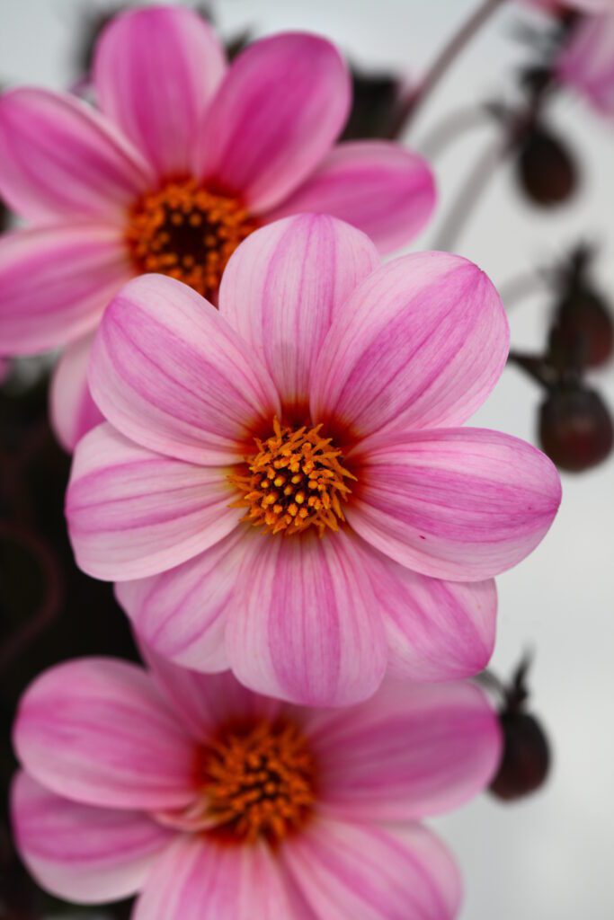Dahlia ‘Mystic Dreamer’ 3L 5023242331270