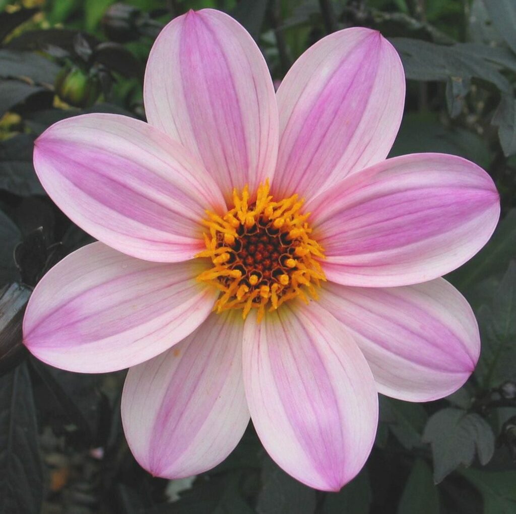 Dahlia ‘Mystic Dreamer’ 3L 5023242331270