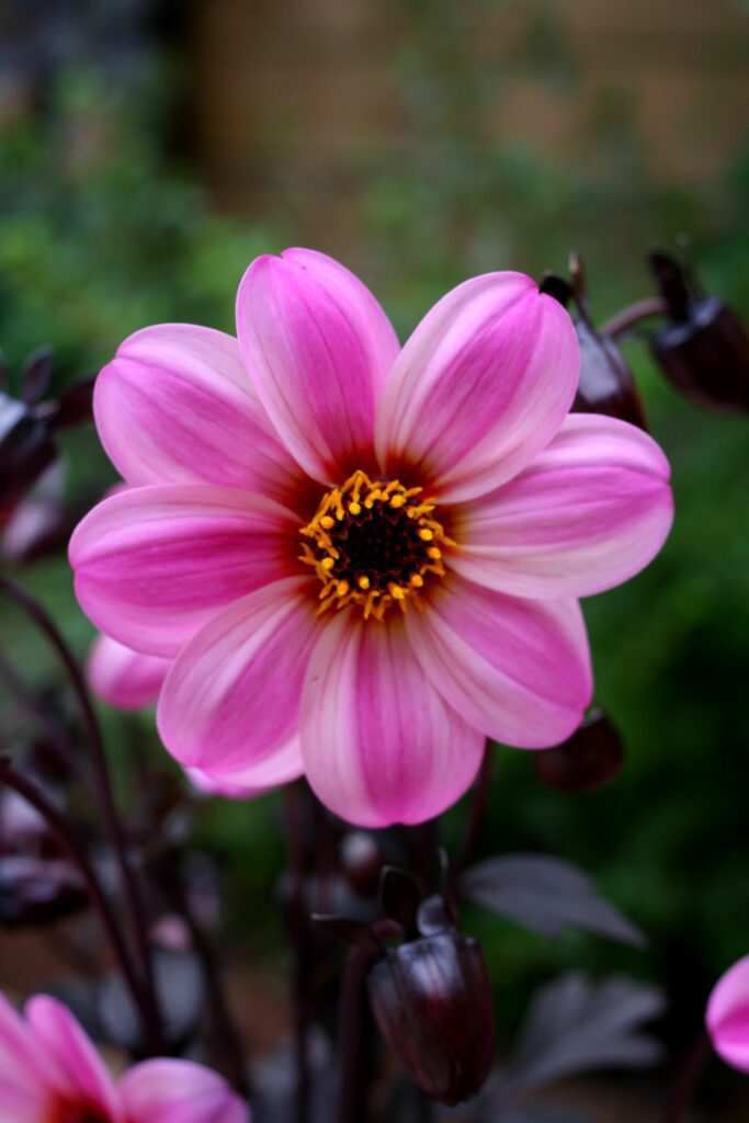 Dahlia ‘Mystic Dreamer’ 3L 5023242331270