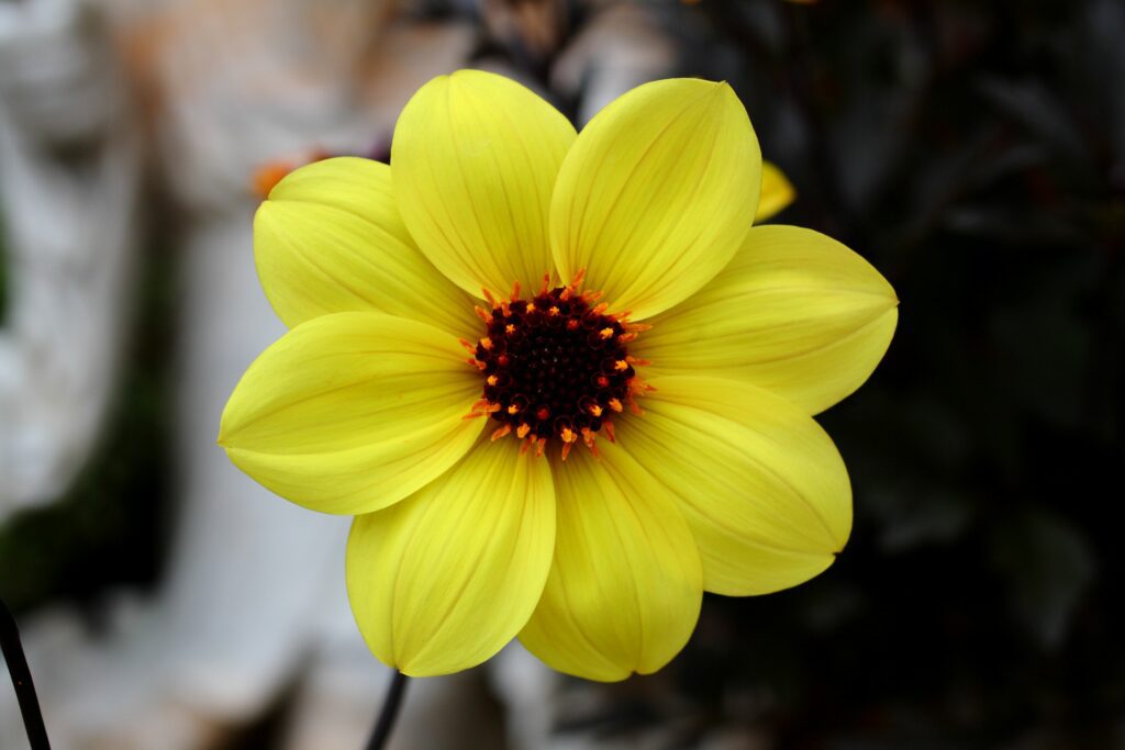 Dahlia ‘Mystic Illusion’ 3L 5023242331263