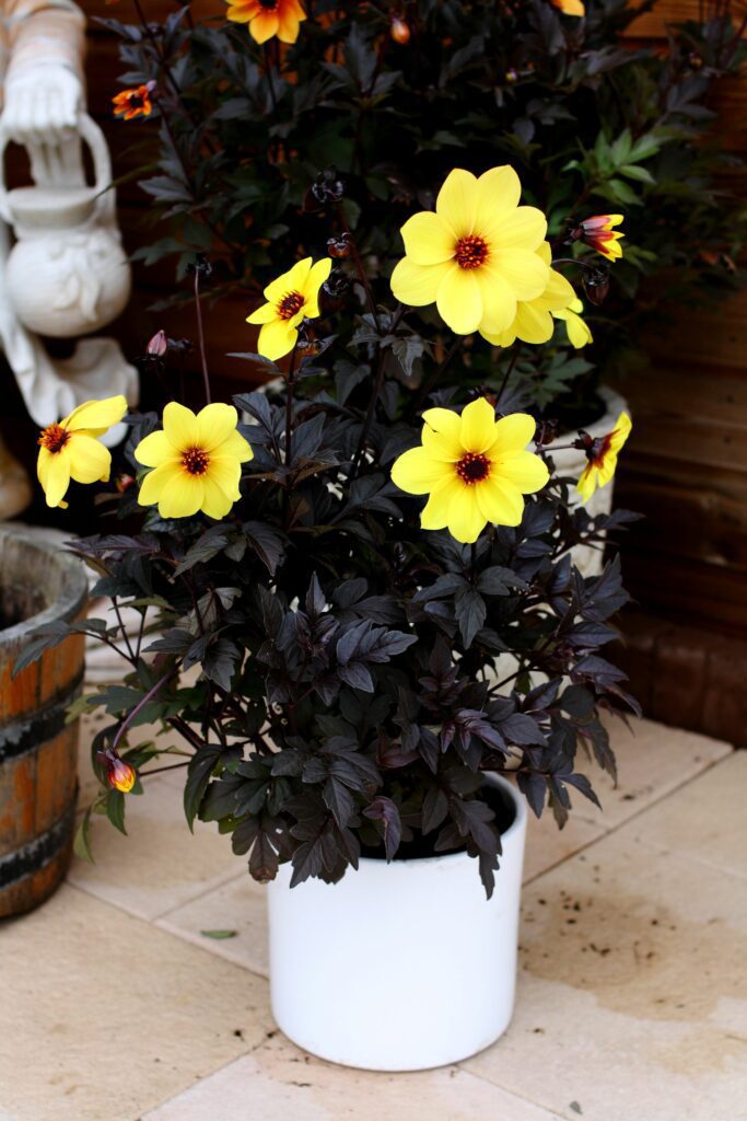 Dahlia ‘Mystic Illusion’ 3L 5023242331263
