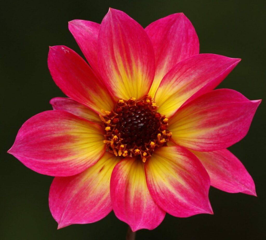 Dahlia ‘Mystic Sparkler’ 3L 5023242373140
