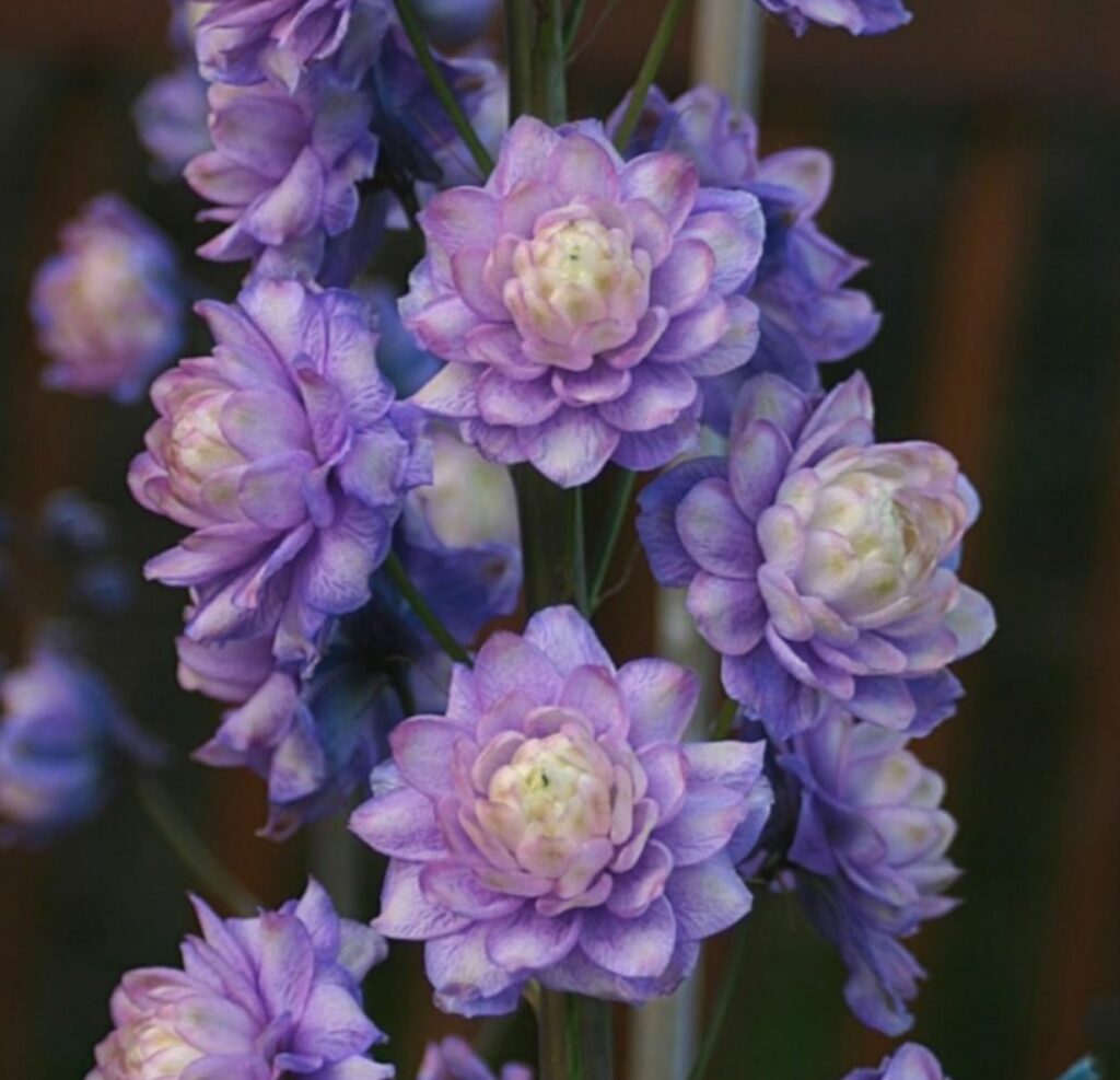 Delphinium ‘Highlander Bolero’ 3L 5023242377643