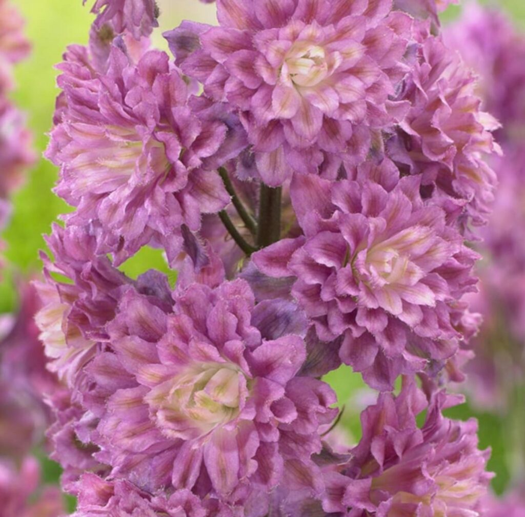 Delphinium ‘Highlander Flamenco’ 3L 5023242377667 2