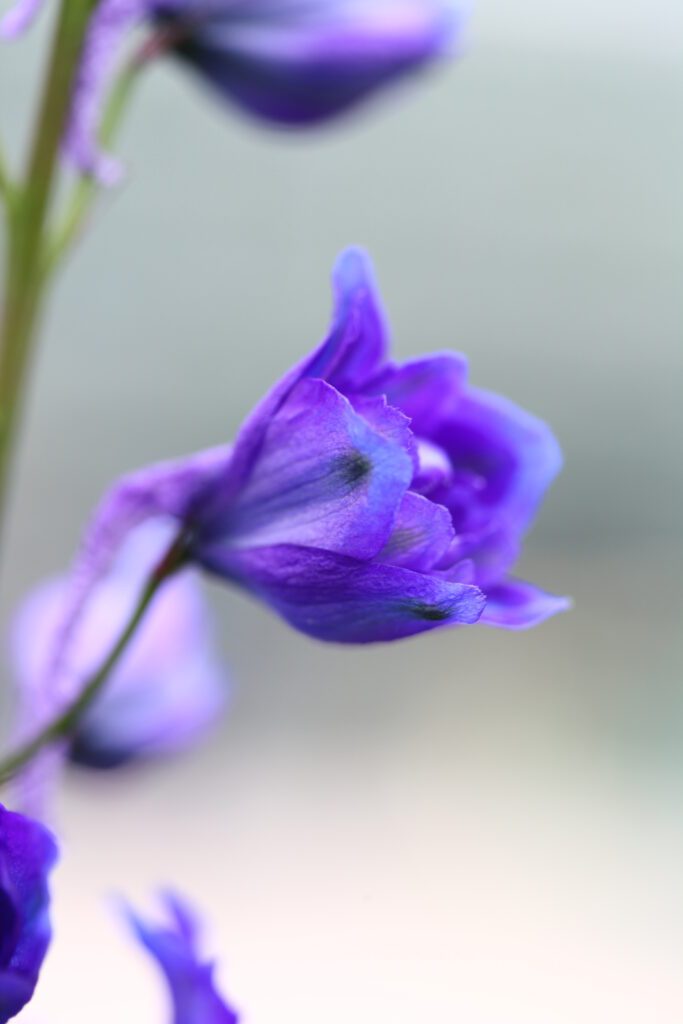 Delphinium ‘Highlander Moonlight’ 3L 5023242377650