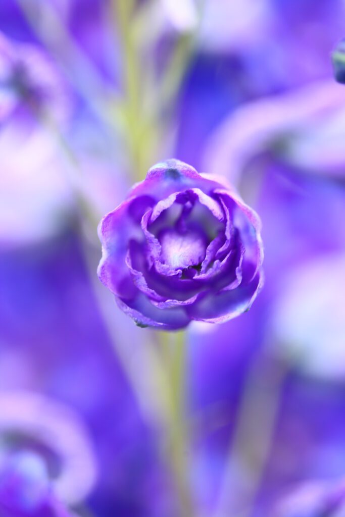 Delphinium ‘Highlander Moonlight’ 3L 5023242377650