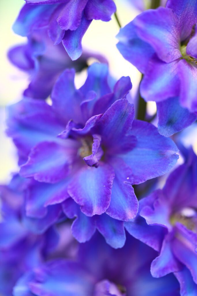Delphinium ‘Highlander Moonlight’ 3L 5023242377650