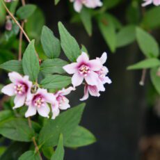 Deutzia x hybrida ‘Cherry Dream’ 3L