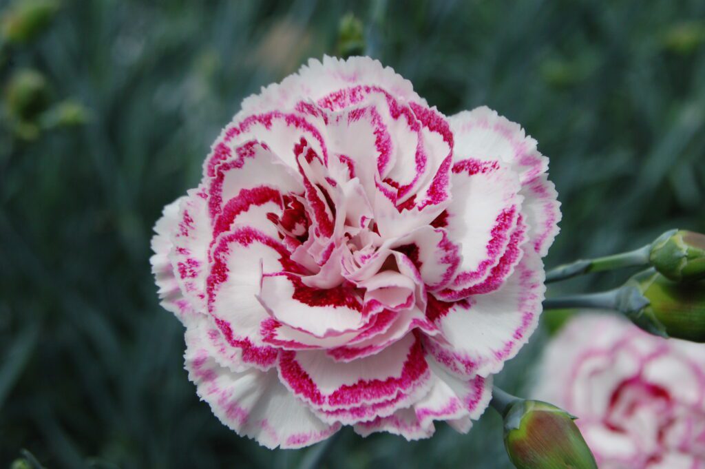 Dianthus ‘Gran’s Favourite’ 2L 5023242329529