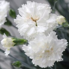 Dianthus ‘Memories’ 2L