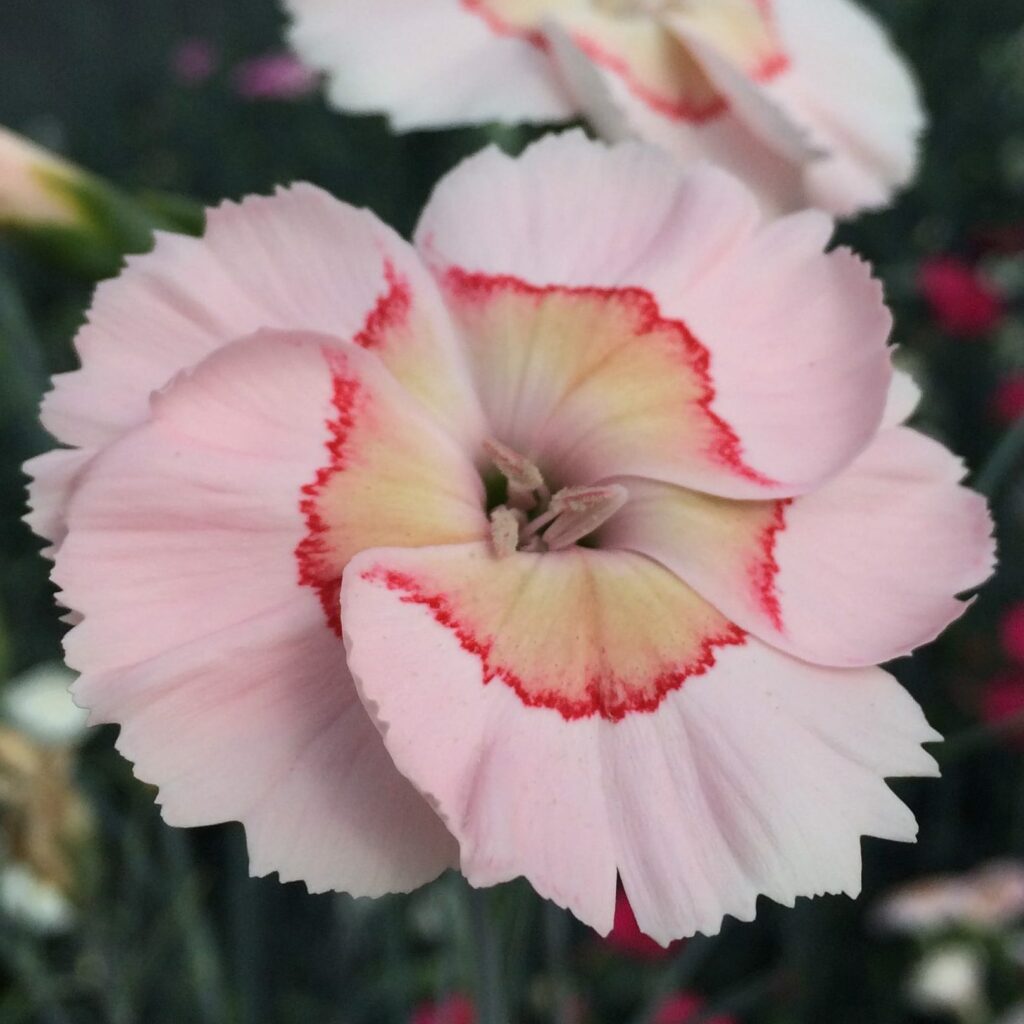 Dianthus ‘Tequila Sunrise’ 2L 5023242374574