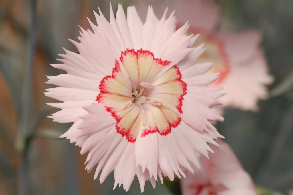Dianthus ‘Tequila Sunrise’ 2L 5023242374574