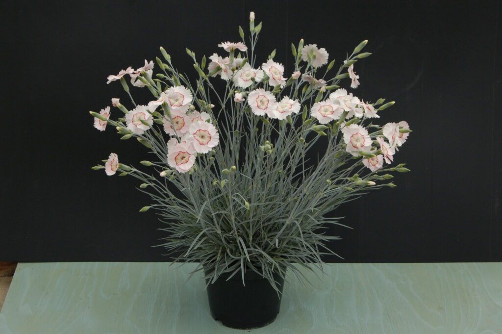 Dianthus ‘Tequila Sunrise’ 2L 5023242374574