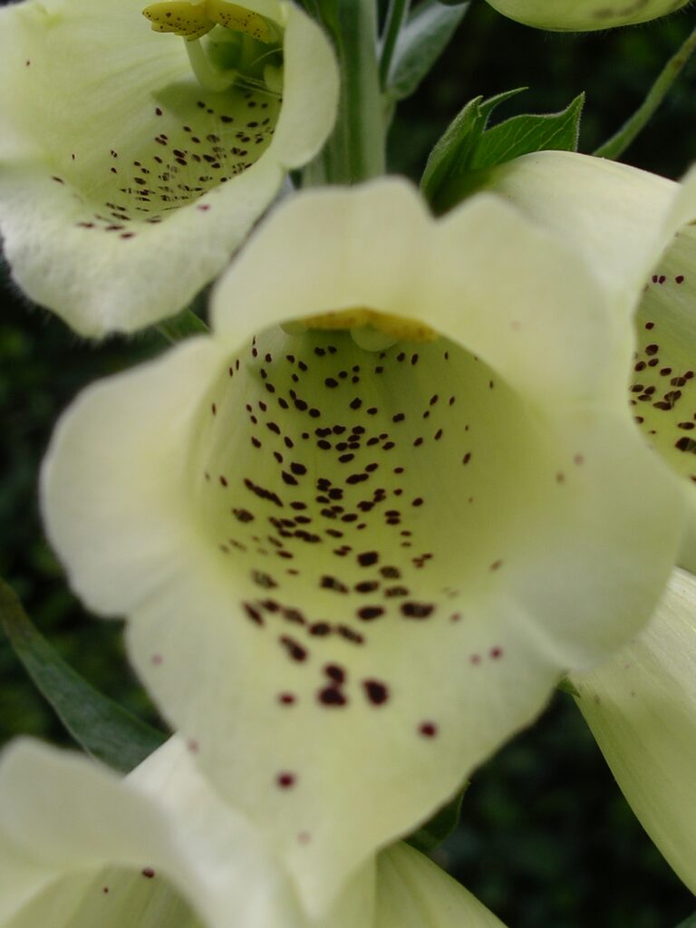 Digitalis purpurea f. albiflora 2L 5023242337289 2