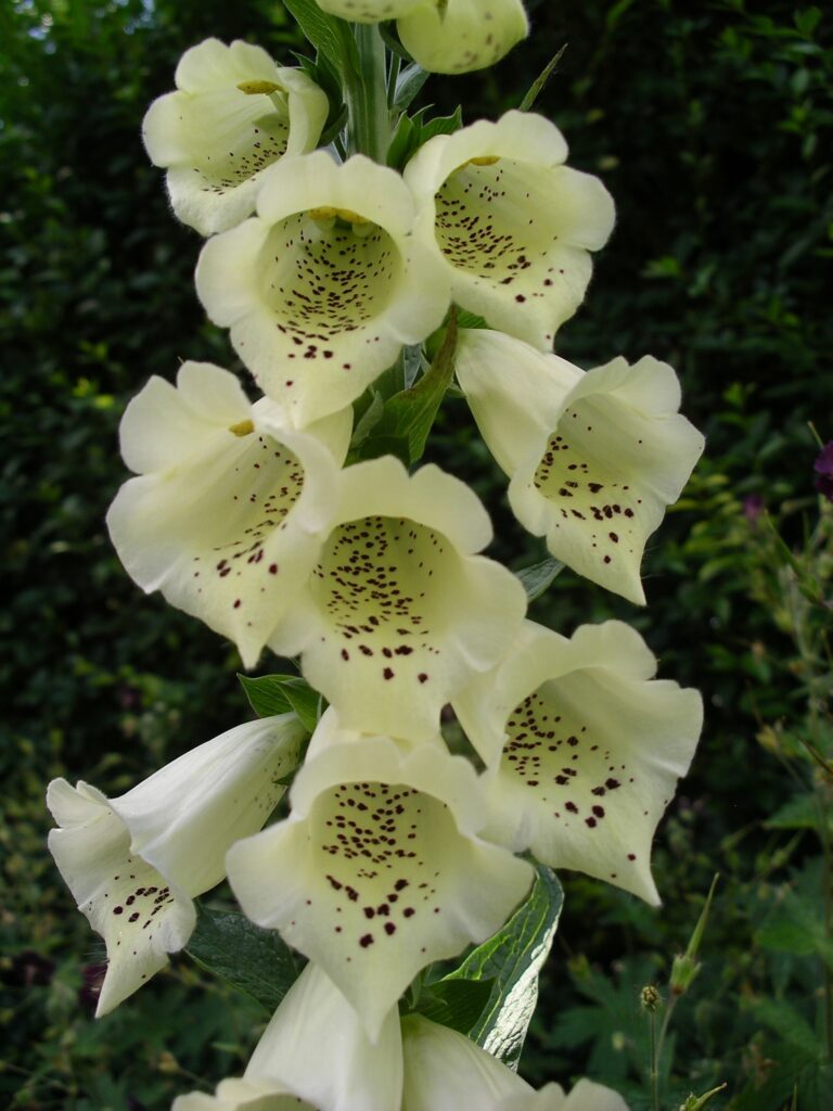 Digitalis purpurea f. albiflora 2L 5023242337289 2