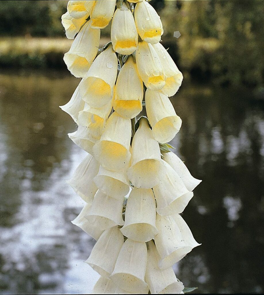 Digitalis purpurea f. albiflora 2L 5023242337289 2