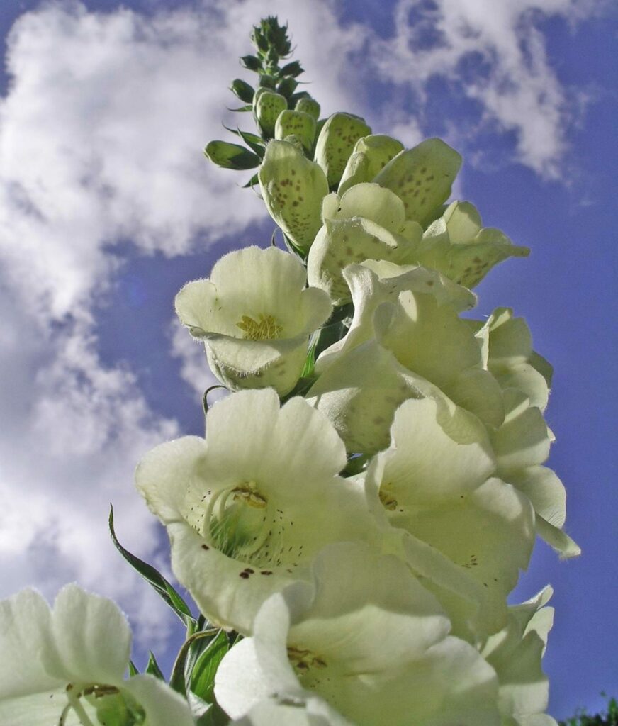 Digitalis purpurea f. albiflora 2L 5023242337289 2