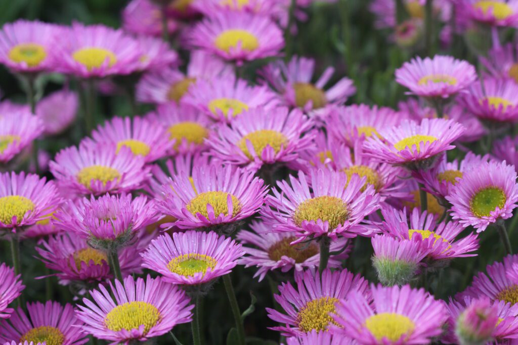 Erigeron glaucus ‘Sea Breeze’ 2L 5023242312910