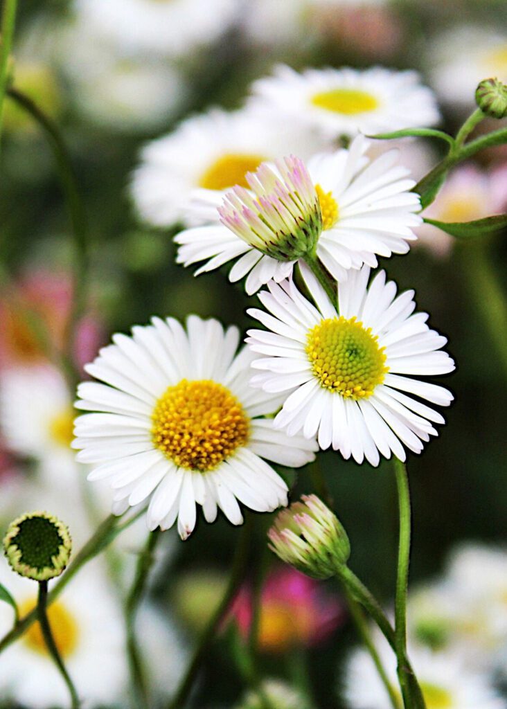 Erigeron karvinskianus ‘Kew Profusion’ 2L 5023242317618 2