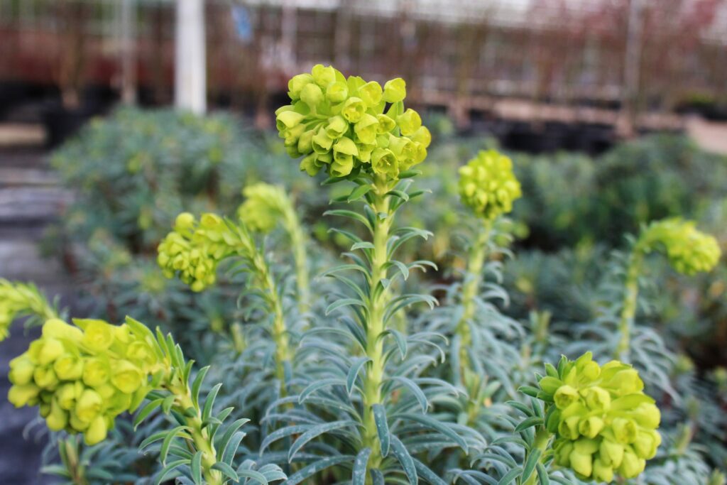Euphorbia characias subsp. wulfenii ‘Shorty’ 2L 5023242386027