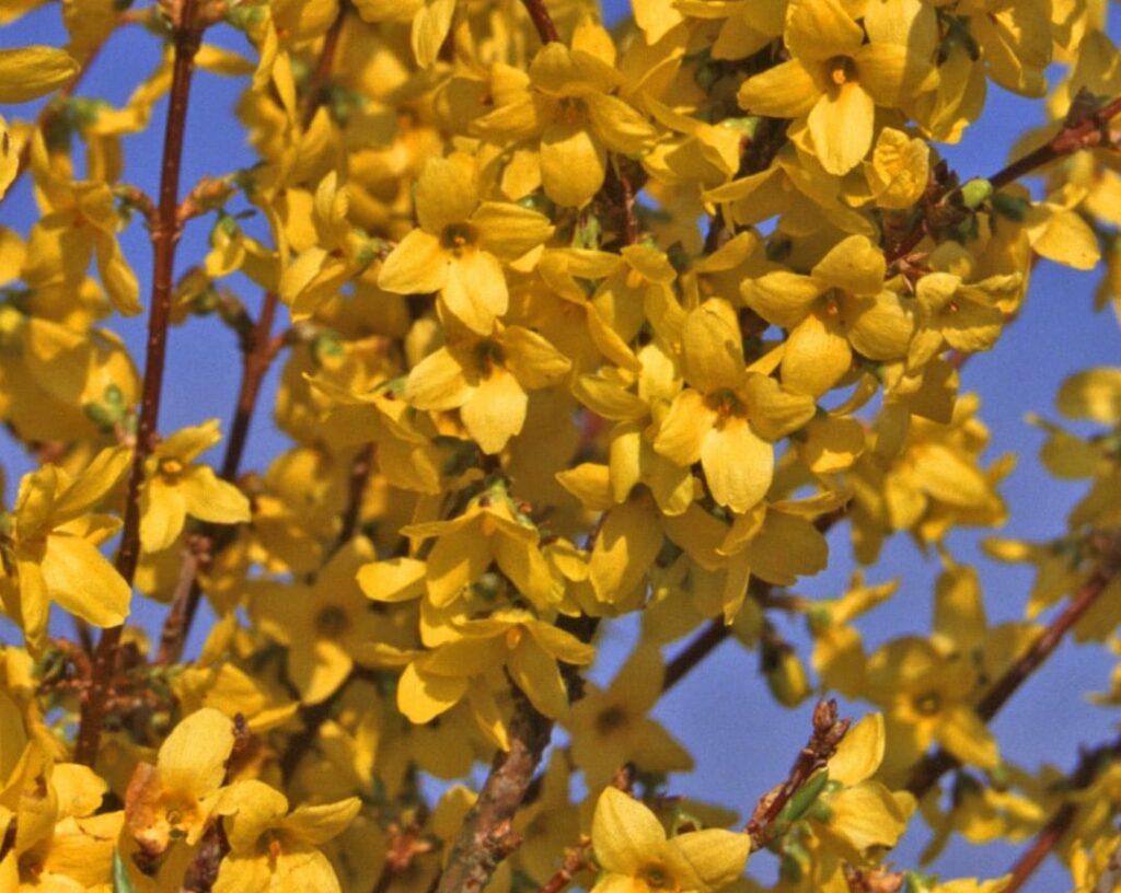 Forsythia intermedia ‘Lynwood’ 3L 5023242364261 2