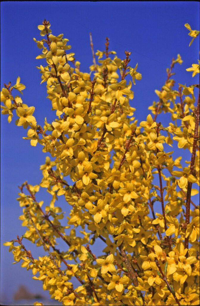 Forsythia intermedia ‘Lynwood’ 3L 5023242364261 2