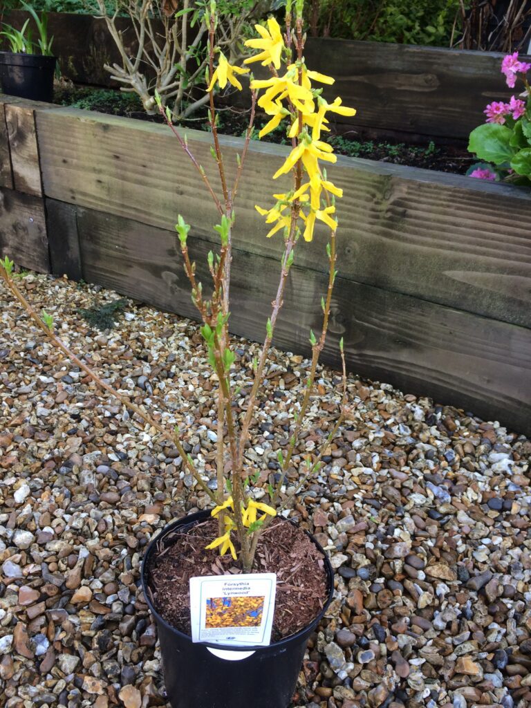 Forsythia intermedia ‘Lynwood’ 3L 5023242364261 2