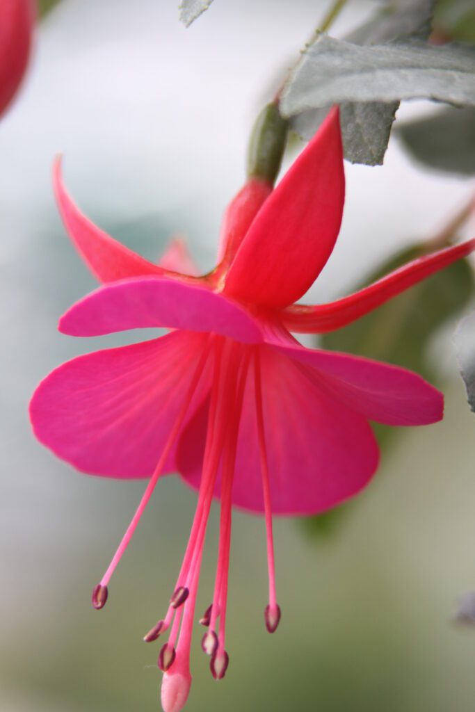 Fuchsia ‘Display’ 2L 5023242205779