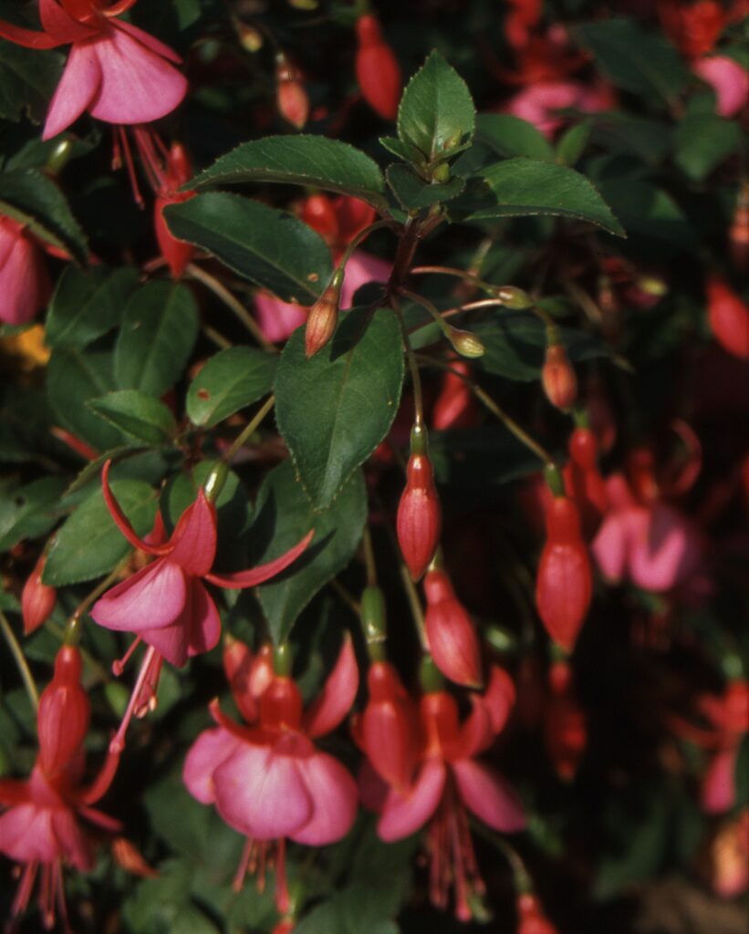 Fuchsia ‘Display’ 2L 5023242205779