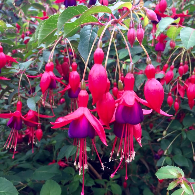 Fuchsia ‘Mrs Popple’ 2L 5023242333939